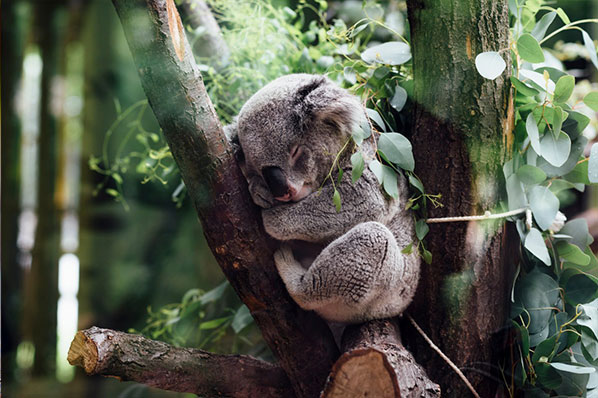 How to Get Great Sleep Every Night-According To Science